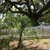 shpointtree.jpg